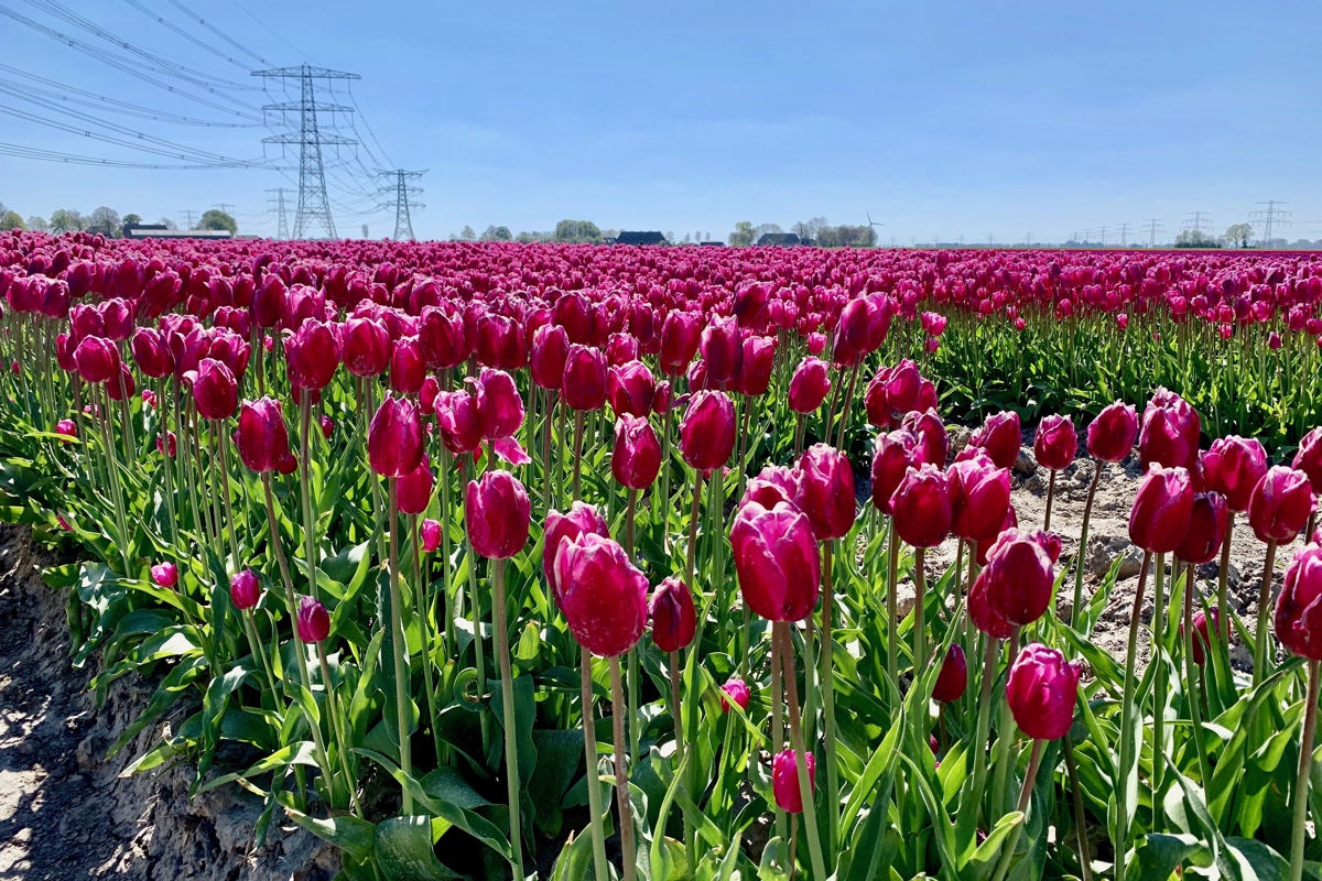 Dit zijn de mooiste tulpenvelden in Groningen