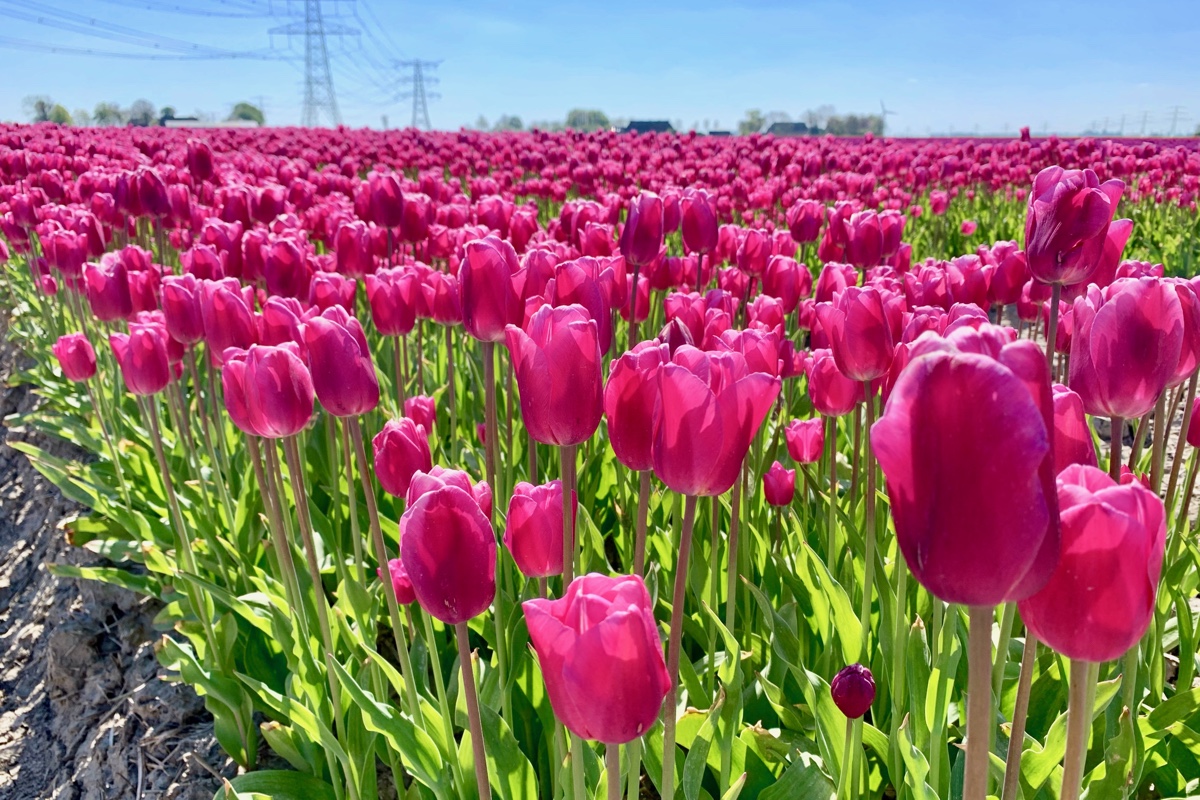 Dit zijn de mooiste tulpenvelden in de provincie Groningen