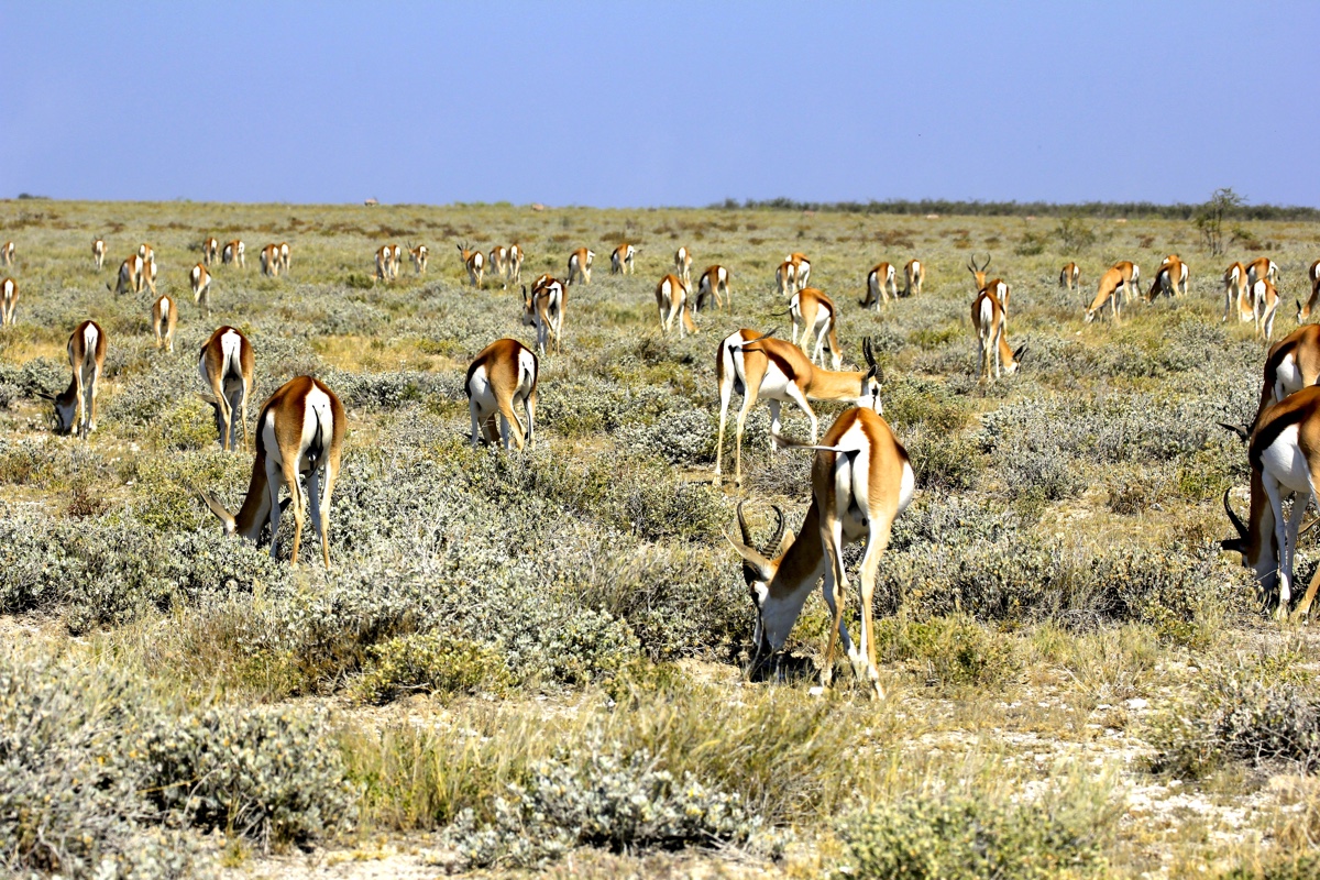 Super veel impala's in Etosha National Park in Namibië