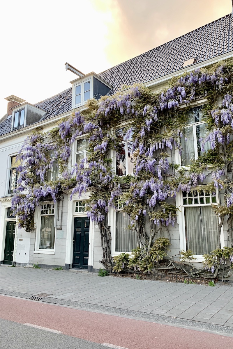 Deze wisteria aan de Noorderhaven bloeit elke lente prachtig in de Groningen
