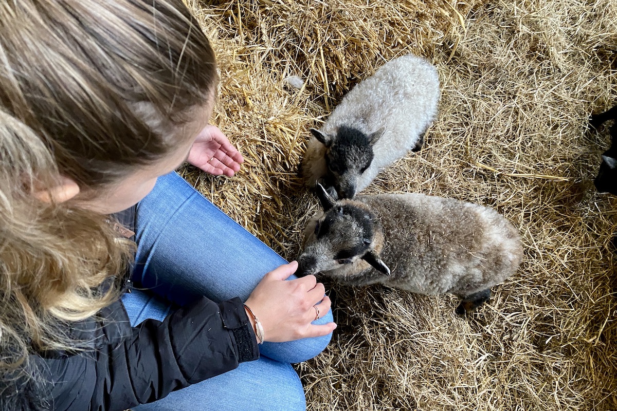 De schapenboerderij op Texel is de plek om lammetjes te knuffelen