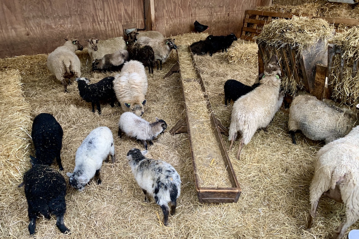 De schapenboerderij op Texel is de plek om lammetjes te knuffelen