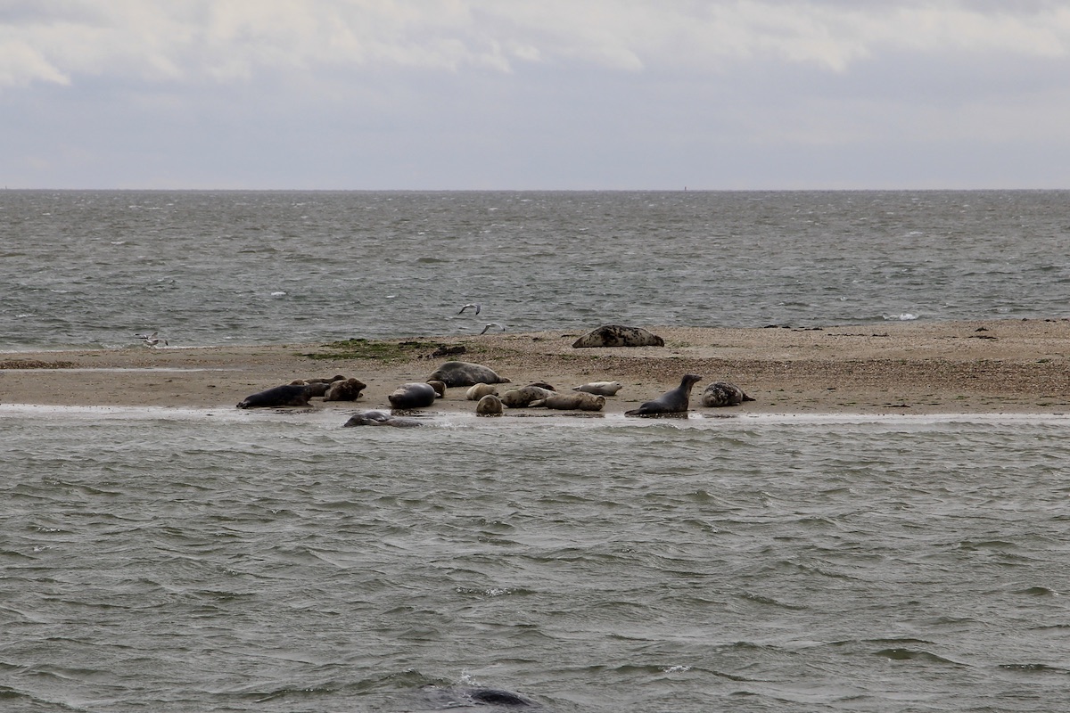 Op Texel moet je ook zeker een zeehondentocht doen om je weekendje weg compleet te maken