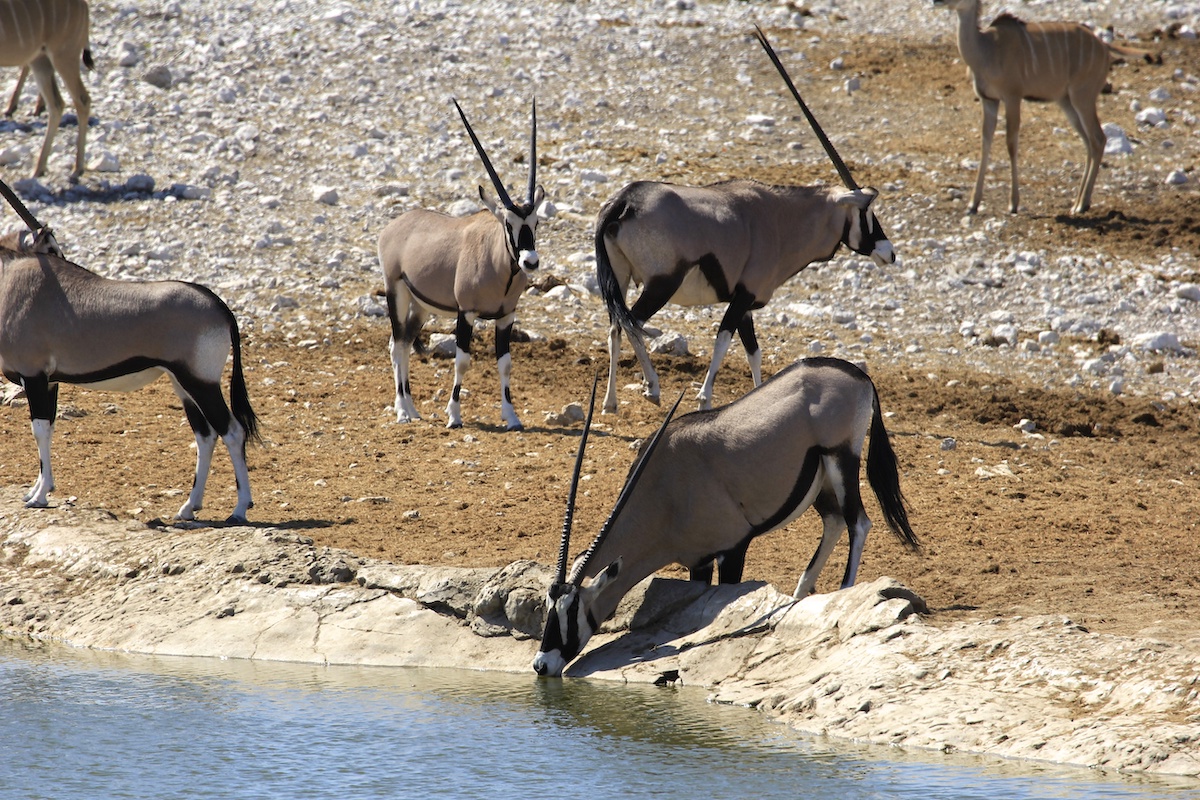 Etosha National Park is dé plek voor safari in Namibië
