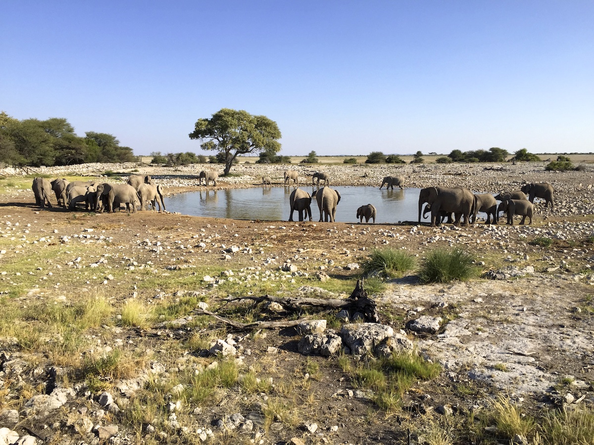 Etosha National Park is dé plek voor safari in Namibië