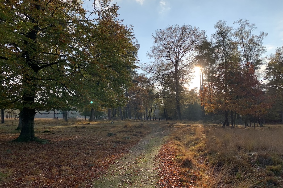 De mooiste wandelroutes rond Groningen stad: wandel op de Hondsrug in Drenthe