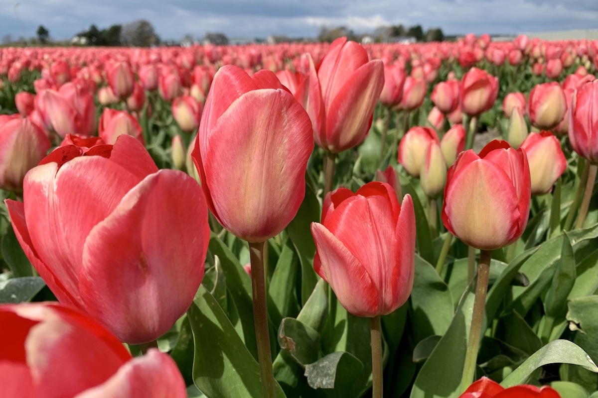 De mooiste tulpenvelden in Groningen