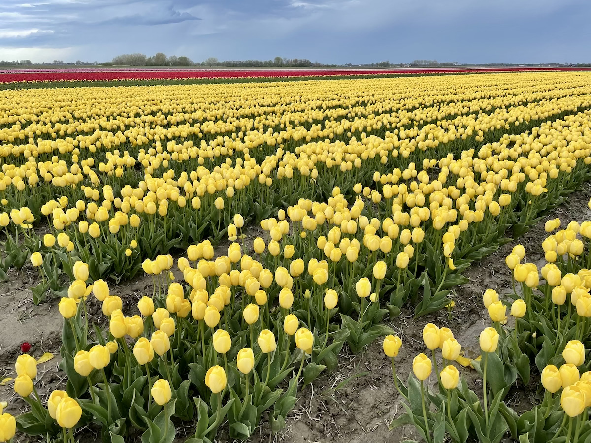 De mooiste plek om tulpen te spotten in Groningen is Zijldijk