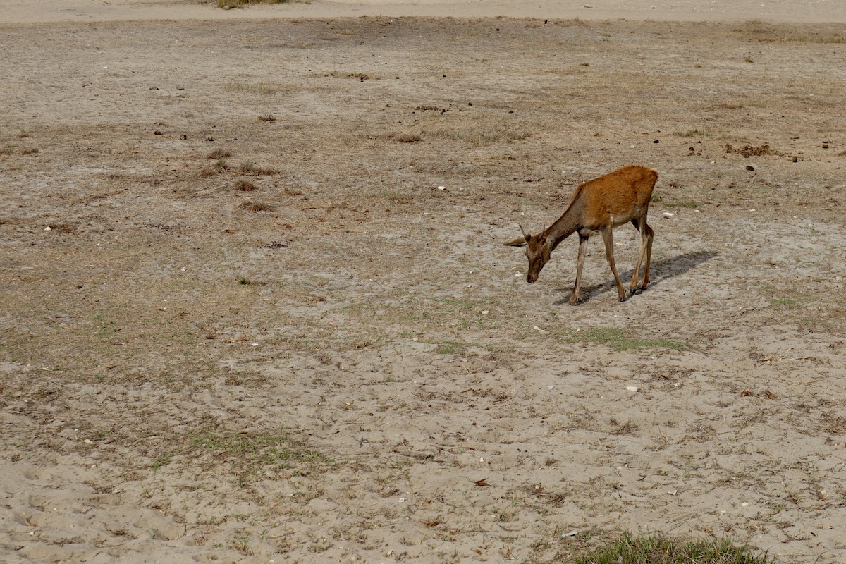 Nationaal park Doñana: op safari in Andalusië