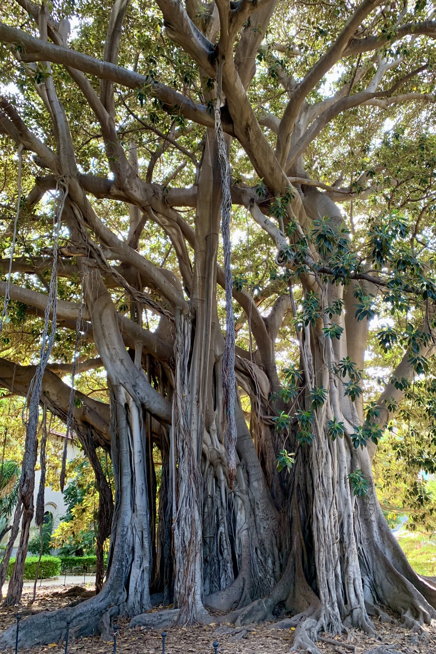 Giardino Garibaldi in Palermo heeft bizarre ficusbomen