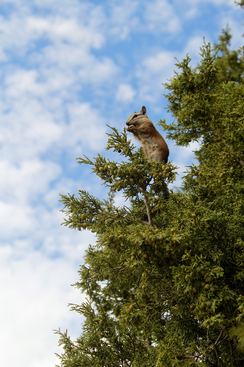 Eekhoorn in Zion National Park