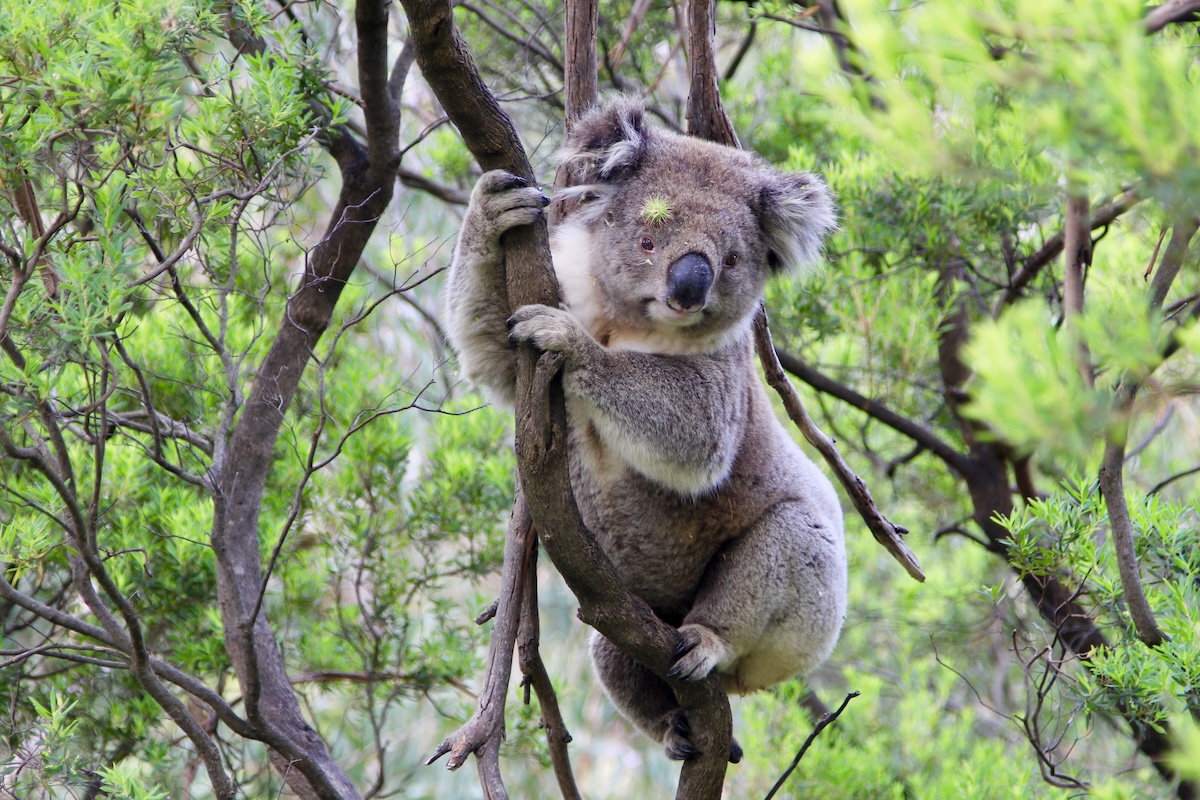 Koala langs de Great Ocean Road in Australie