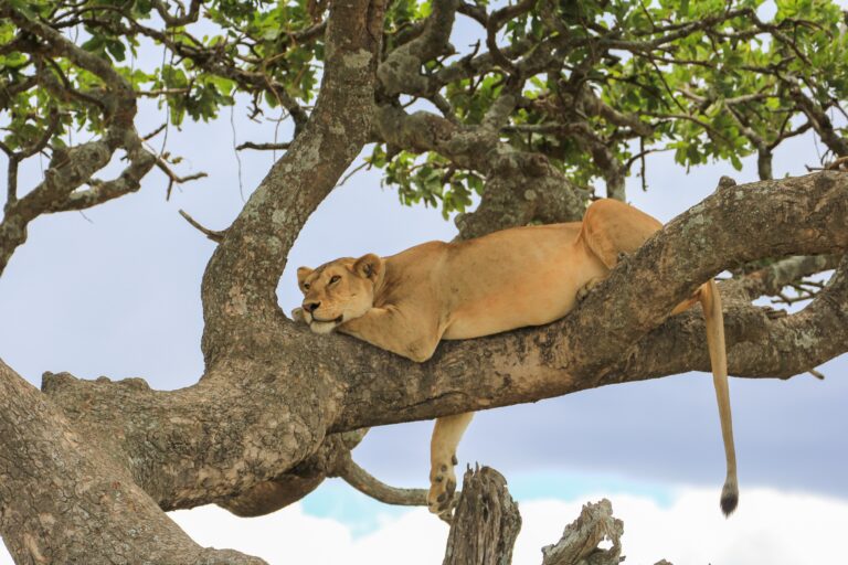 Ga op safari in Tanzania