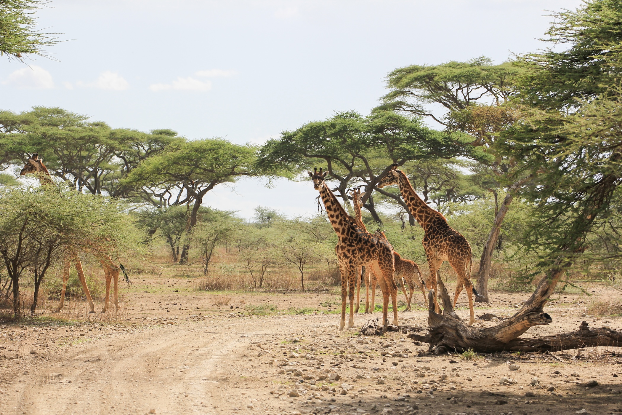Rondreis Tanzania: De ultieme reisroute voor 2 tot 3 weken