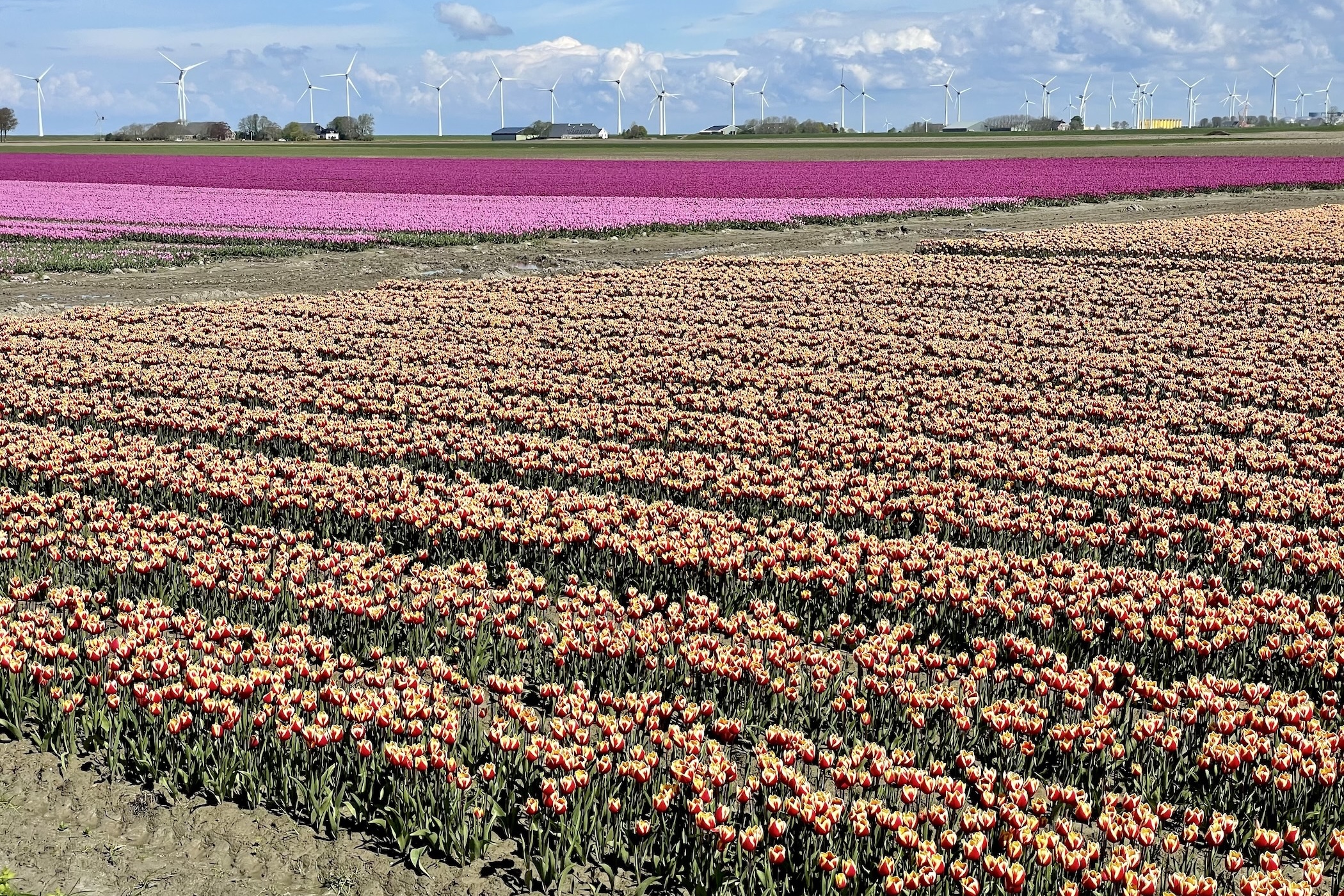 De mooiste tulpenvelden in Groningen